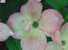 Cornus 'Rutgan' ('Stellar - Pink' ®)