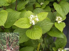 Cornus alba 'Sibirica' -Purpurhartriegel-