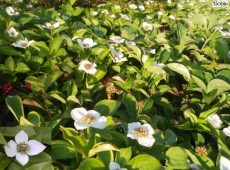 Cornus canadensis -Teppichhartriegel-