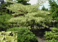 Cornus controversa 'Variegata' -Etagenhartriegel-