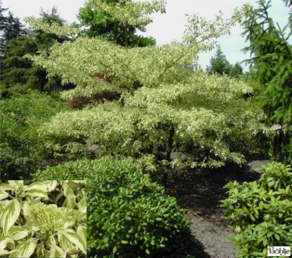 Cornus controversa 'Variegata' -Etagenhartriegel-