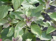 Cornus controversa -hoher Etagenhartriegel-