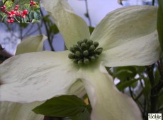 Cornus florida -ostamerikanischer Blumenhartriegel-