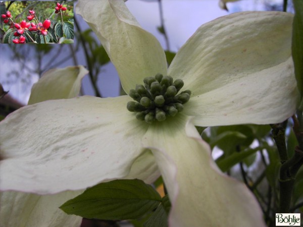 Cornus florida -ostamerikanischer Blumenhartriegel-