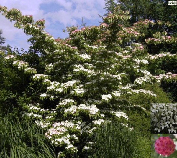 Cornus kousa -Blumenhartriegel-