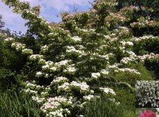 Cornus kousa -Blumenhartriegel-