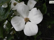 Cornus kousa 'Venus' -R- -japanischer Blumenhartriegel-