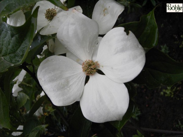 Cornus kousa 'Venus' -R- -japanischer Blumenhartriegel-