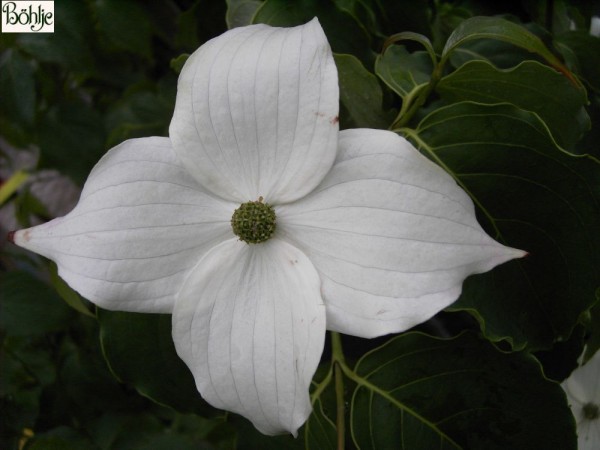 Cornus kousa chinensis 'China Girl' -chinesischer Blumenhartriegel-