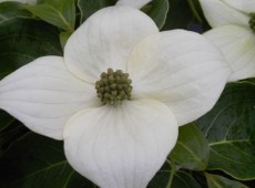 Cornus kousa chinensis 'Milky Way' -chinesischer Blumenhartriegel-