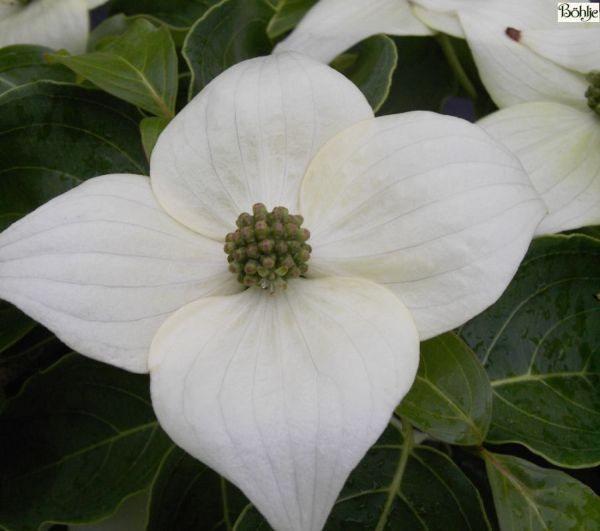 Cornus kousa chinensis 'Milky Way' -chinesischer Blumenhartriegel-