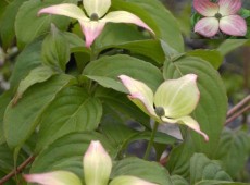 Cornus kousa chinensis 'Satomi' ® -chinesischer Blumenhartriegel-