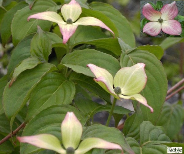 Cornus kousa chinensis 'Satomi' ® -chinesischer Blumenhartriegel-