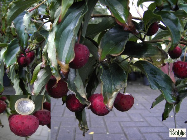 Cornus kousa chinensis -chinesischer Blumenhartriegel-