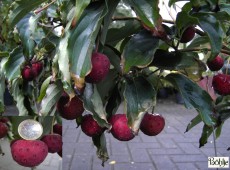 Cornus kousa chinensis -chinesischer Blumenhartriegel-