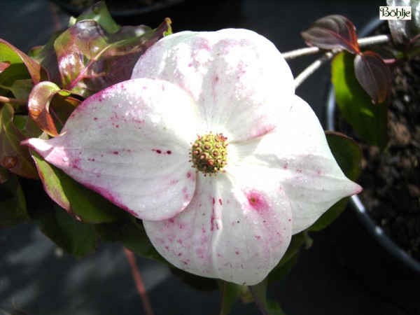 Cornus kousa chinensis 'Typ Böhlje' -chinesischer Blumenhartriegel-