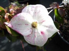 Cornus kousa chinensis 'Typ Böhlje' -chinesischer Blumenhartriegel-