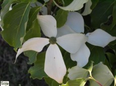 Cornus kousa chinensis 'White Fountain' -chinesischer Blumenhartriegel-