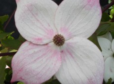 Cornus kousa chinensis 'Wieting's Select' -chinesischer Blumenhartriegel-