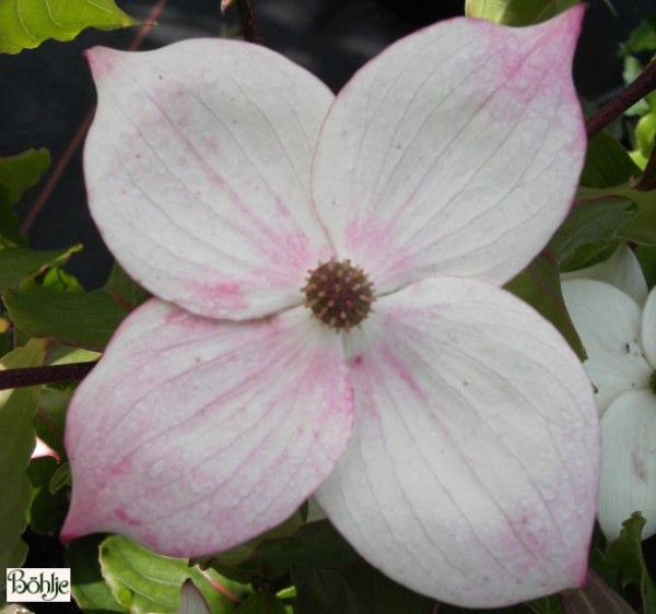 Cornus kousa chinensis 'Wieting's Select' -chinesischer Blumenhartriegel-