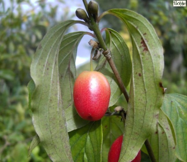 Cornus mas 'Jolico' -Kornelkirsche-