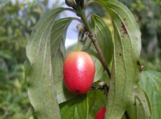 Cornus mas 'Jolico' -Kornelkirsche-