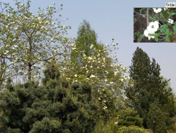 Cornus nuttallii -amerikanischer Blumenhartriegel-