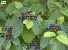 Cornus sanguinea -roter Hartriegel-