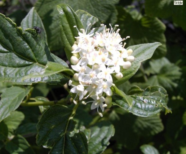 Cornus stolonifera 'Flaviramea' -Gelbholzhartriegel-