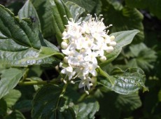 Cornus stolonifera 'Flaviramea' -Gelbholzhartriegel-