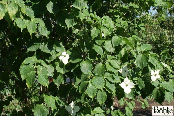 Cornus kousa chinensis 'Faupel' -chinesischer Blumenhartriegel-