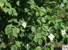 Cornus kousa chinensis 'Faupel' -chinesischer Blumenhartriegel-