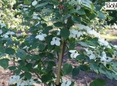 Cornus kousa chinensis 'Schmetterling' -chinesischer Blumenhartriegel-