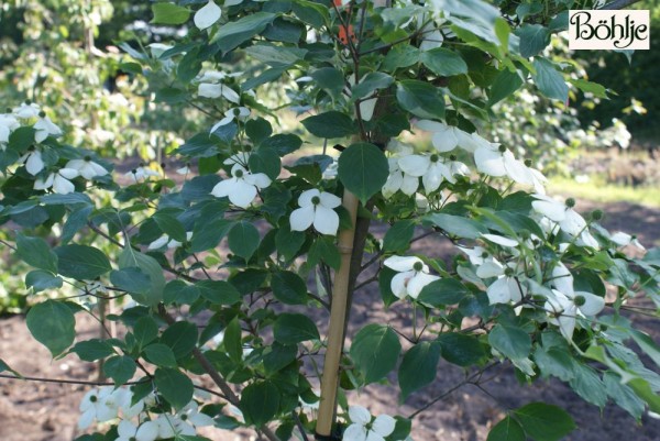 Cornus kousa chinensis 'Schmetterling' -chinesischer Blumenhartriegel-