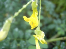 Coronilla emerus -Strauch - Kronwicke-