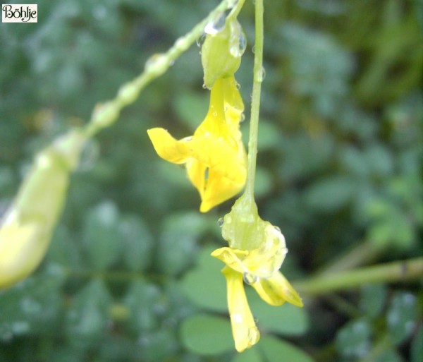 Coronilla emerus -Strauch - Kronwicke-