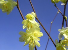 Corylopsis pauciflora -Scheinhasel-