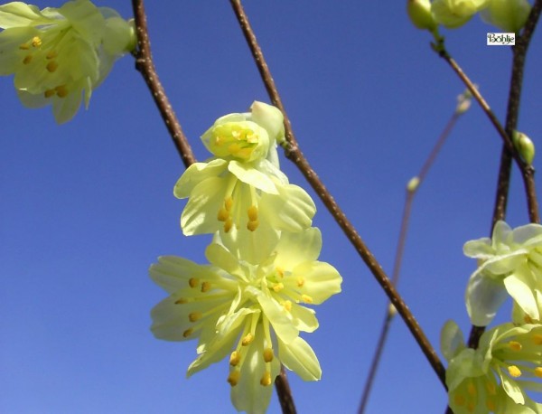 Corylopsis pauciflora -Scheinhasel-