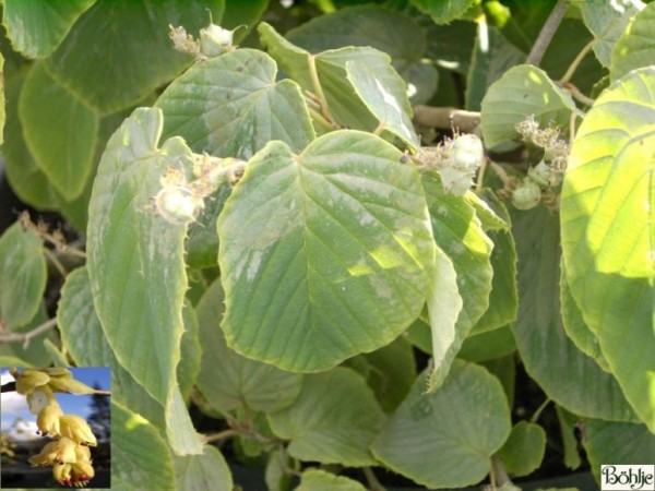Corylopsis spicata -Scheinhasel-