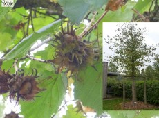 Corylus colurna -Türkische Hasel-