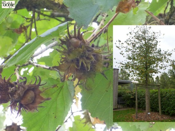 Corylus colurna -Türkische Hasel-