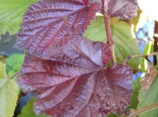 Corylus maxima 'Purpurea' -Bluthasel-