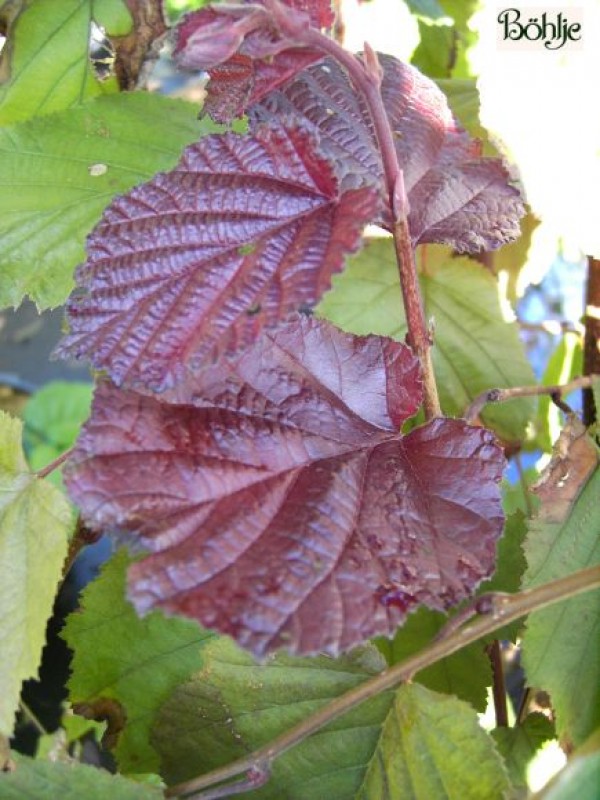 Corylus maxima 'Purpurea' -Bluthasel-