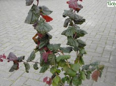 Corylus maxima 'Red Majestic'  -S-  -rotblättrige Korkenzieherhasel-