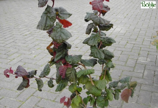 Corylus maxima 'Red Majestic'  -S-  -rotblättrige Korkenzieherhasel-