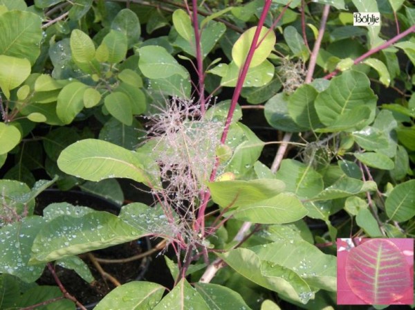 Cotinus coggygria  -Perückenstrauch-