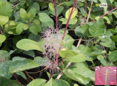 Cotinus coggygria  -Perückenstrauch-