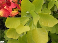 Cotinus coggygria 'Golden Spirit' ® -gelblaubiger Perückenstrauch-