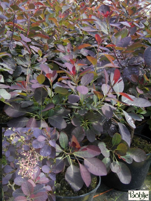 Cotinus coggygria 'Royal Purple' -roter Perückenstrauch-