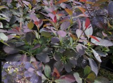 Cotinus coggygria 'Royal Purple' -roter Perückenstrauch-